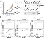 EHMT2 Antibody in Western Blot (WB)