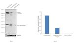 EHMT2 Antibody