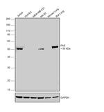 FAS Antibody