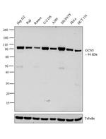 GCN5 Antibody in Western Blot (WB)