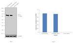 GCN5 Antibody