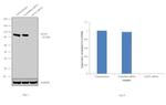 GCN5 Antibody in Western Blot (WB)