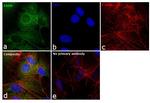 FASN Antibody in Immunocytochemistry (ICC/IF)