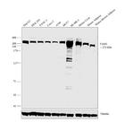 FASN Antibody in Western Blot (WB)