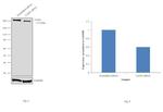 FASN Antibody