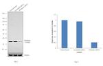 Fibrillarin Antibody