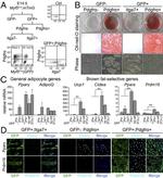 PPAR gamma Antibody in Immunocytochemistry (ICC/IF)