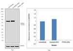 PPAR gamma Antibody in Western Blot (WB)