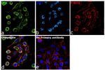 PKM2 Antibody in Immunocytochemistry (ICC/IF)