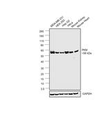 PKM2 Antibody in Western Blot (WB)