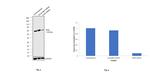 PKM2 Antibody