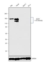 SHIP1 Antibody in Western Blot (WB)