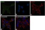 NUMB Antibody in Immunocytochemistry (ICC/IF)