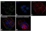 NUMB Antibody in Immunocytochemistry (ICC/IF)