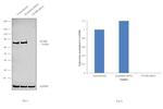 NUMB Antibody in Western Blot (WB)