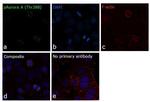 Phospho-Aurora A (Thr288) Antibody