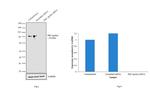 PKC epsilon Antibody in Western Blot (WB)