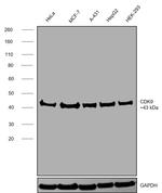 CDK9 Antibody in Western Blot (WB)