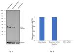 CDK9 Antibody in Western Blot (WB)