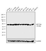 AKT Pan Antibody in Western Blot (WB)