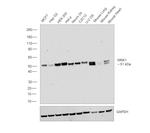 MNK1 Antibody in Western Blot (WB)