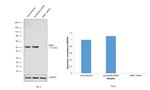 MNK1 Antibody in Western Blot (WB)