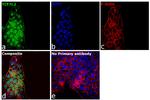 TCF7L2 Antibody in Immunocytochemistry (ICC/IF)