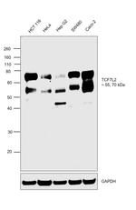 TCF7L2 Antibody in Western Blot (WB)