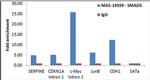 SMAD3 Antibody in ChIP Assay (ChIP)