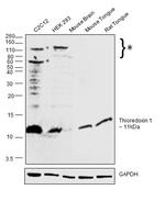 Thioredoxin 1 Antibody in Western Blot (WB)