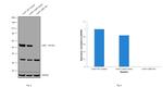 LKB1 Antibody