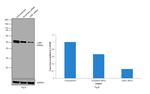 LKB1 Antibody