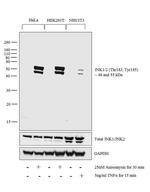 Phospho-JNK1/JNK2 (Thr183, Tyr185) Antibody