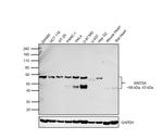 WNT5A Antibody