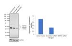 WNT5A Antibody