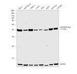 p38 MAPK beta Antibody in Western Blot (WB)