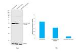 p38 MAPK beta Antibody