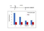 Ku80 Antibody in ChIP Assay (ChIP)