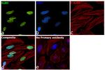 Ku80 Antibody in Immunocytochemistry (ICC/IF)