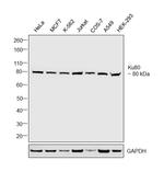 Ku80 Antibody in Western Blot (WB)