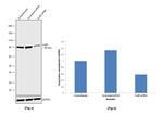 Ku80 Antibody