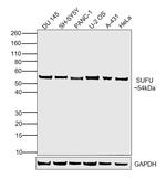 SUFU Antibody in Western Blot (WB)