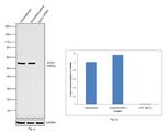 SUFU Antibody in Western Blot (WB)