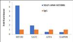 SETDB1 Antibody in ChIP Assay (ChIP)