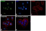 SETDB1 Antibody in Immunocytochemistry (ICC/IF)