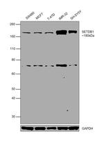 SETDB1 Antibody in Western Blot (WB)