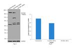 SETDB1 Antibody in Western Blot (WB)