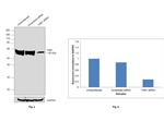 TAB1 Antibody in Western Blot (WB)