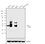 LEF1 Antibody