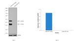 LEF1 Antibody in Western Blot (WB)